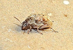 Algarobius bottimeri