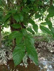 Fabaceae