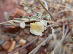 Astragalus obscurus