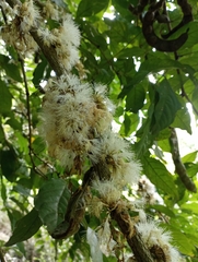 Fabaceae