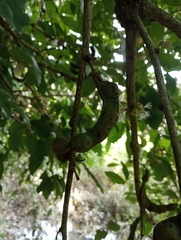 Fabaceae
