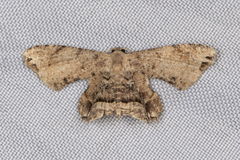 Dysaethria fulvihamata