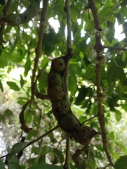 Fabaceae