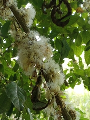 Fabaceae