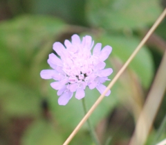 Scabiosa columbaria