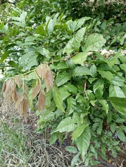 Fabaceae