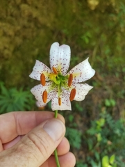Lilium kelloggii