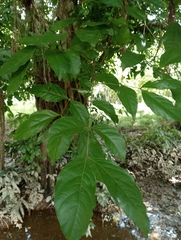 Fabaceae