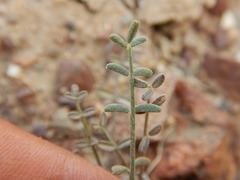 Astragalus obscurus