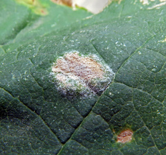 Podosphaera macularis