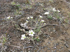 Cerastium alpinum