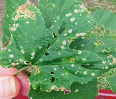 Podosphaera macularis