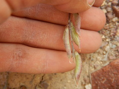 Astragalus obscurus