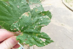 Podosphaera macularis