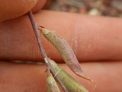 Astragalus obscurus