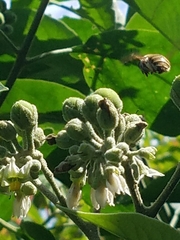 Xylocopa subvirescens