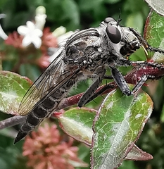Asilinae