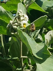 Xylocopa subvirescens
