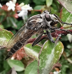 Asilinae