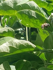 Xylocopa subvirescens