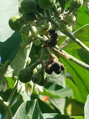 Xylocopa subvirescens