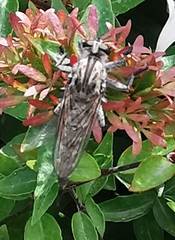 Asilinae