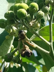 Xylocopa subvirescens