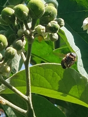 Xylocopa subvirescens