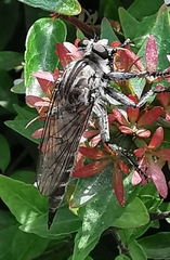 Asilinae