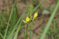 Oenothera clelandii