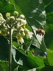 Xylocopa subvirescens