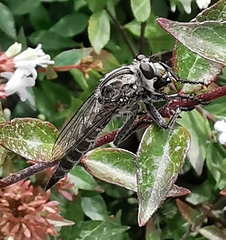 Asilinae