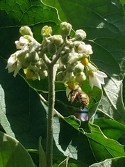 Xylocopa subvirescens