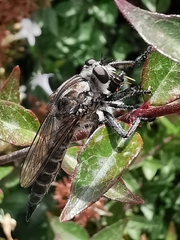 Asilinae