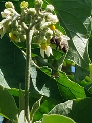 Xylocopa subvirescens