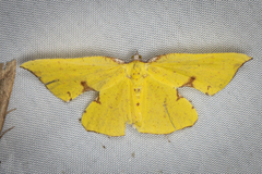 Corymica spatiosa