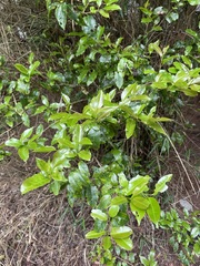 Ilex pedunculosa