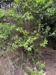 Ilex pedunculosa