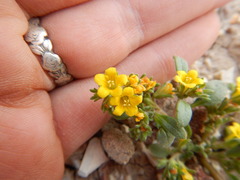 Phacelia lutea