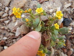 Phacelia lutea