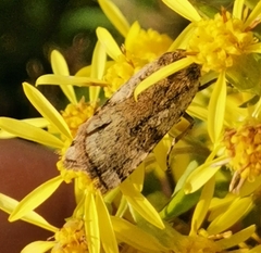 Cryptocala chardinyi