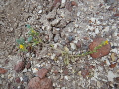 Phacelia lutea