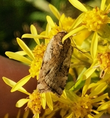 Cryptocala chardinyi