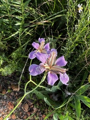 Iris dichotoma