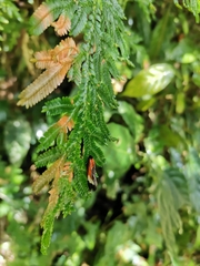Coryptilum rutilella