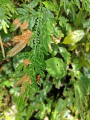 Coryptilum rutilella