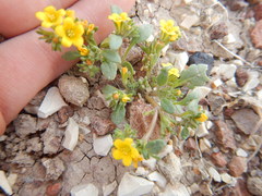 Phacelia lutea