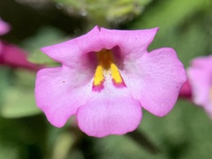 Diplacus torreyi