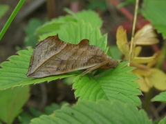 Calyptra thalictri