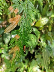 Coryptilum rutilella
